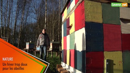 L'Avenir : Hiver trop doux, abeilles en péril