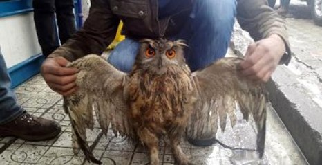 Tunceli'de Bir Evin Bahçesine Düşen Puhuya Büyük İlgi