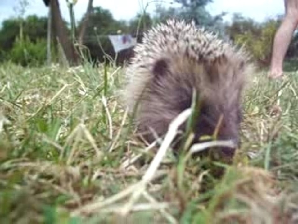 Apparition inattendue