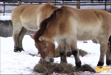 New Przewalski's Horses at Brookfield Zoo