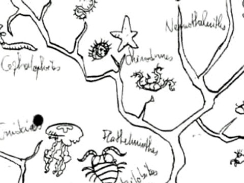 La révolution des crabes