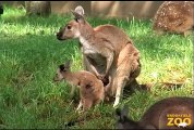 Kangaroo Kids (Joeys) at Brookfield Zoo