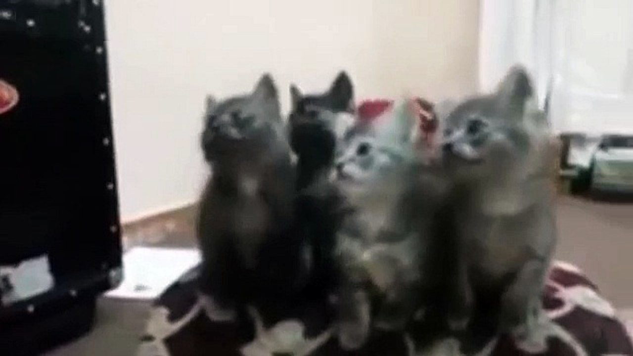 Very Funny & Cute Cats