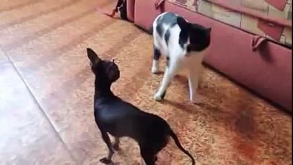 Very funny cat with dog