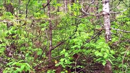 Red Breasted Nuthatch Mini Documentary