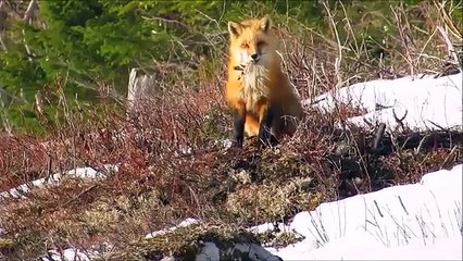 Red Fox- Curious and Playful