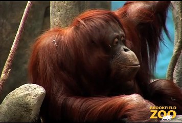 Sophia and Kekasih Orangutans at Brookfield Zoo