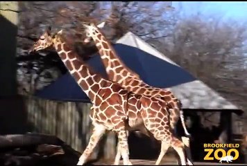 Giraffes Enjoy Warm Winter Weather at Brookfield Zoo