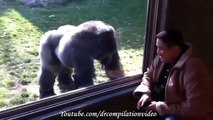 Animal Attacks Compilation 2015 HD 7 Jarade Chanel Tv