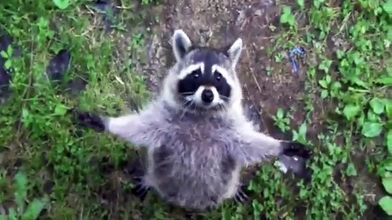 Raccoons Are Awesome Compilation