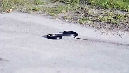 This Is The Best Dancing Snake Ever Funny Animals