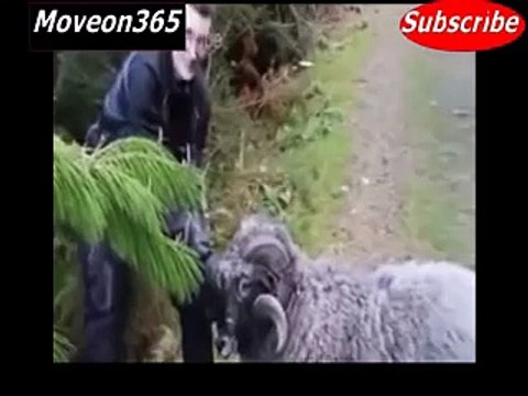 When Animals Attack Funny Compilation Funny Animal Attack Animals Attacking Humans 2015
