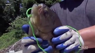 Rare Amazonian Fish With Human-Like Teeth Caught in a New Jersey Lake