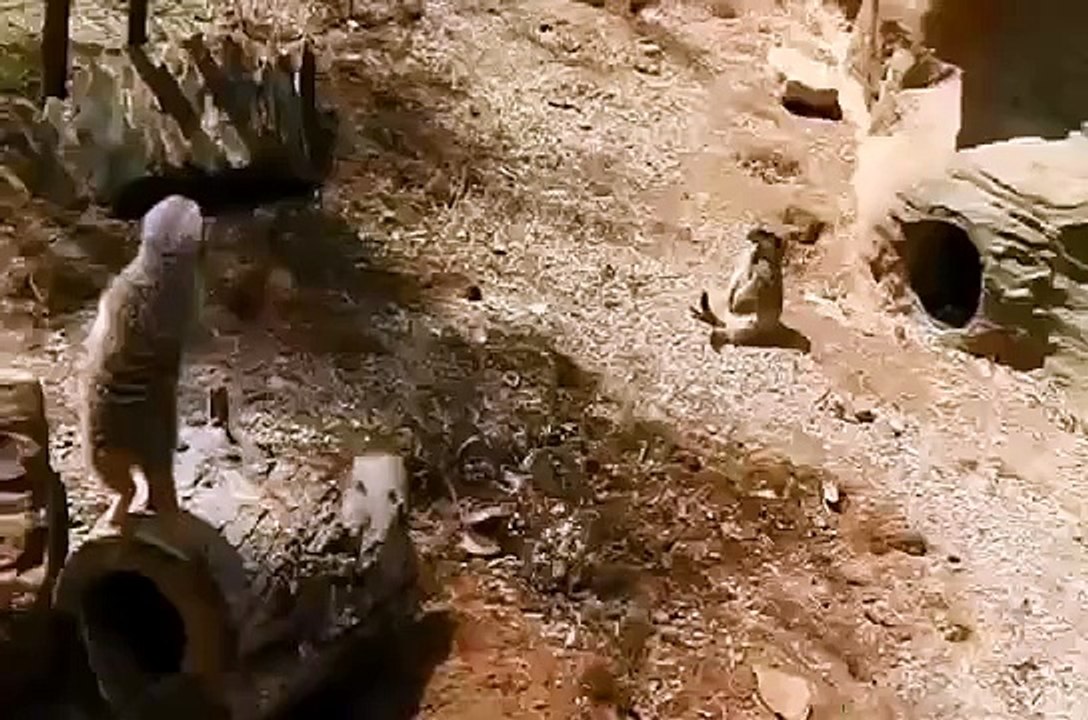 funny videos Funny Sleepy Animal