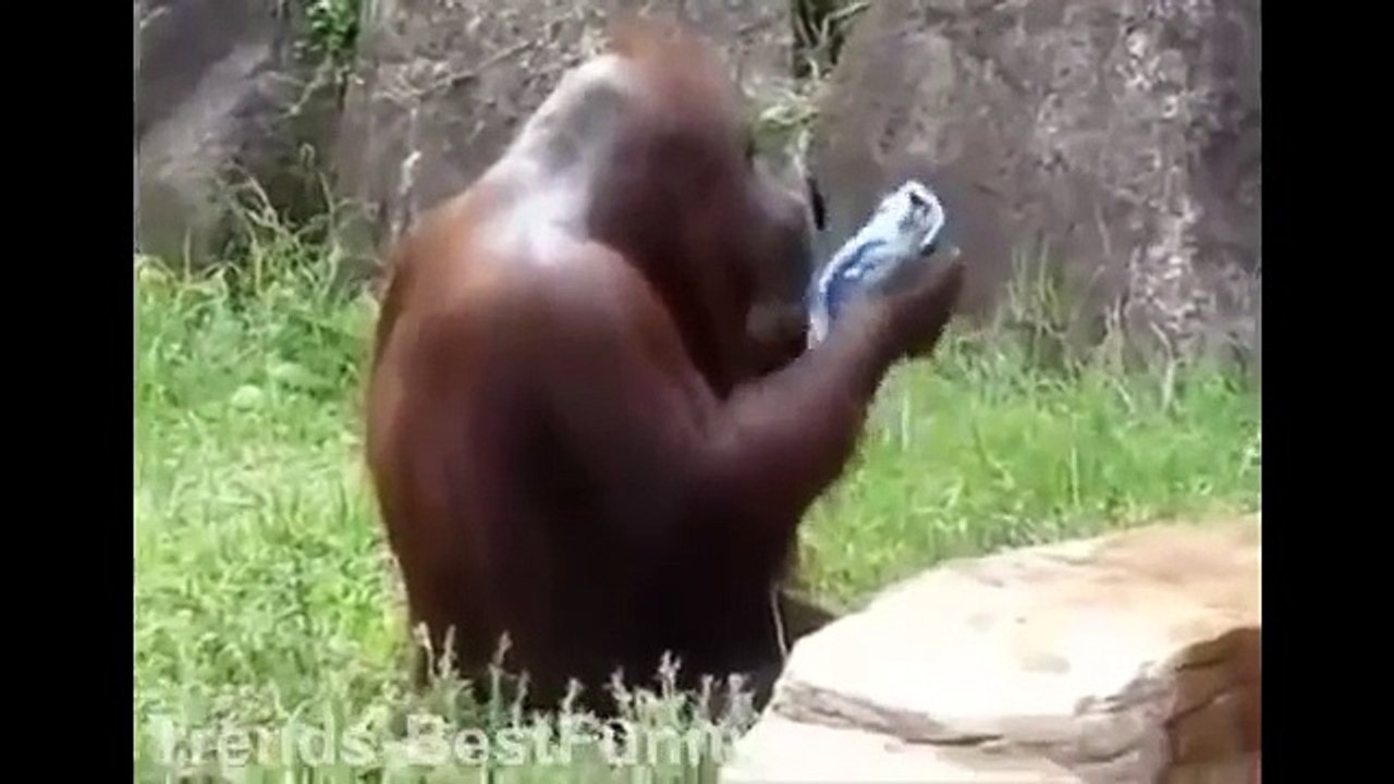 FUNNY MONKEY VIDEOS MONKEY PLAY COMPILATION BEST ANIMAL EVER