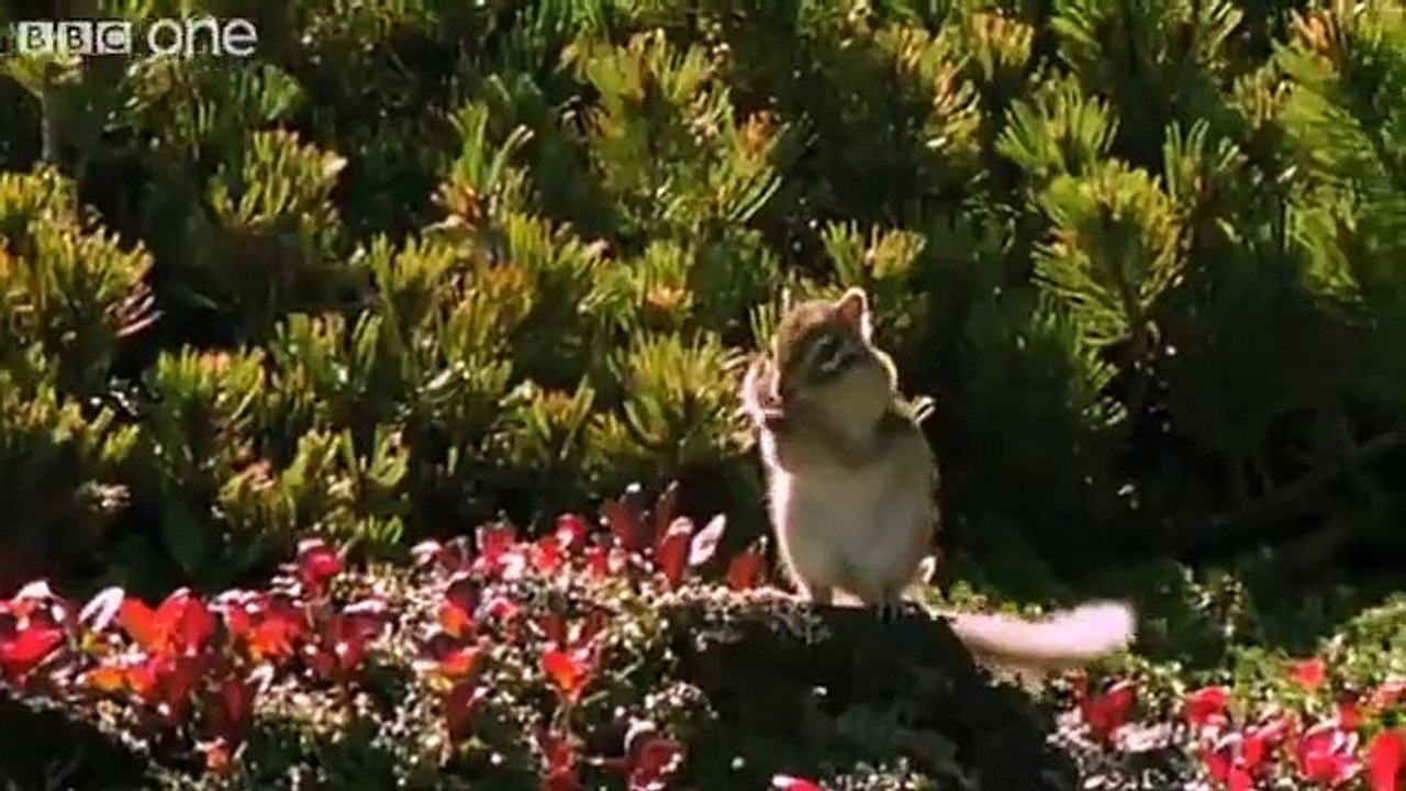 Funny Talking Animals Walk On The Wild Side Episode Four Preview BBC One