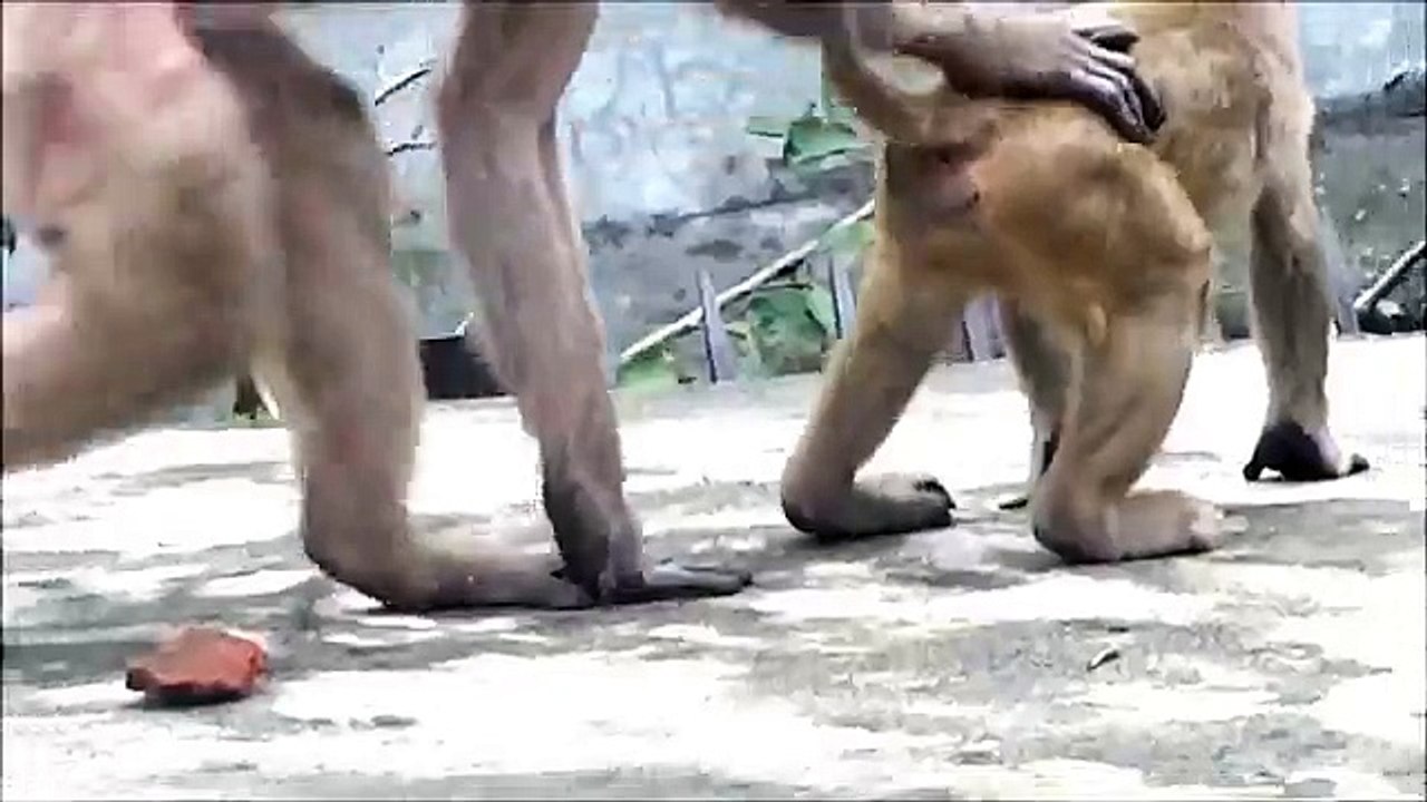 Even Girl monkeys are more aware to oppose rape