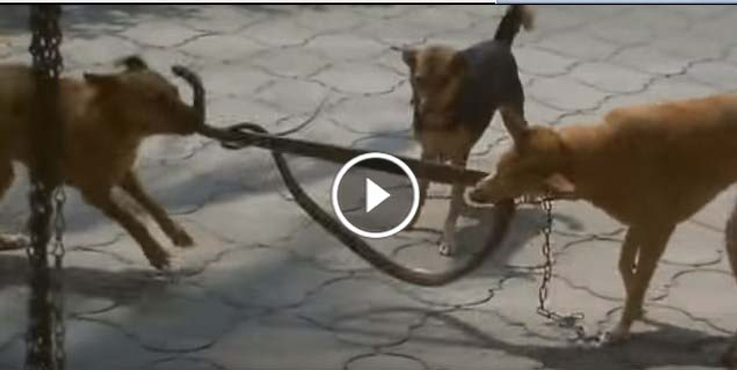 Snake Vs Dogs Fight Havy