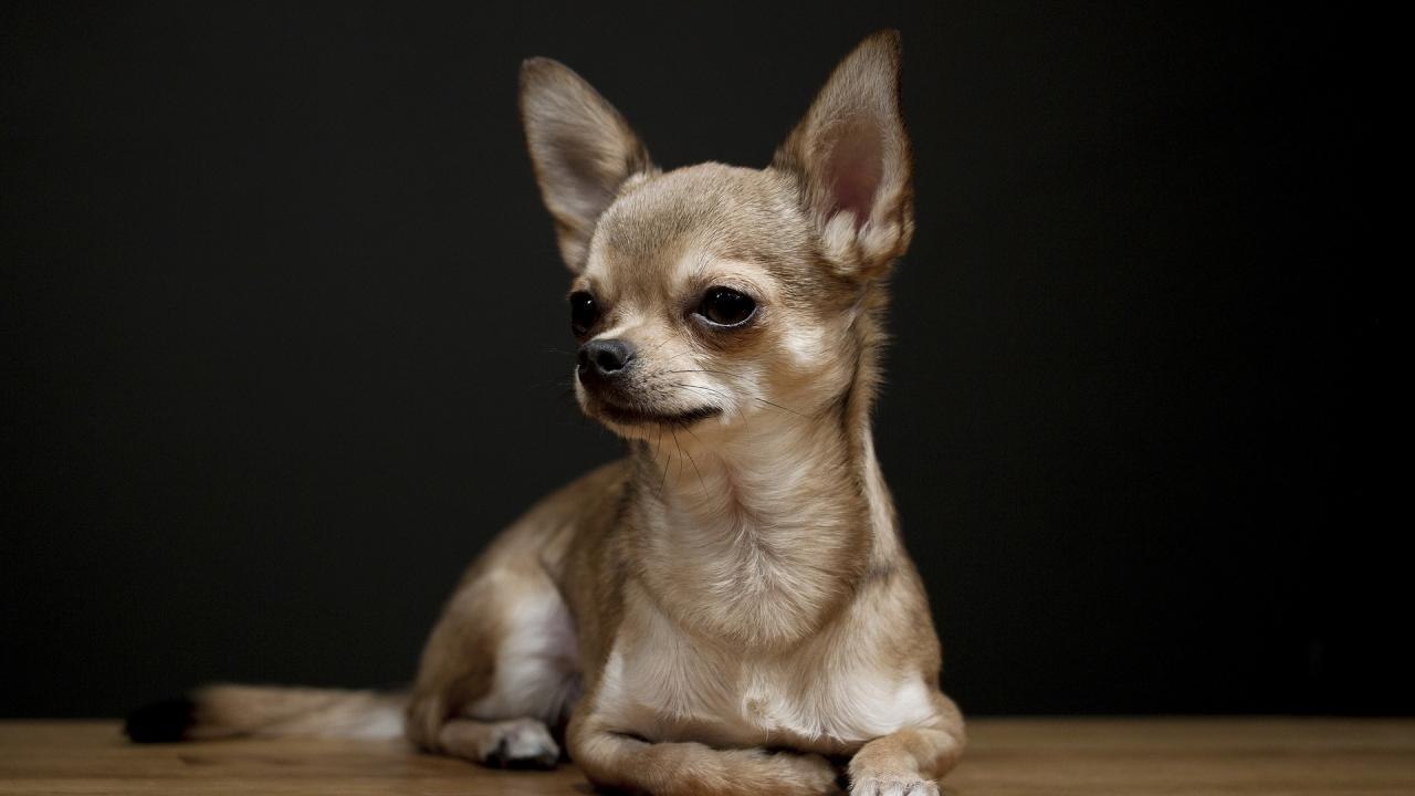 Chihuahua (Чихуахуа)