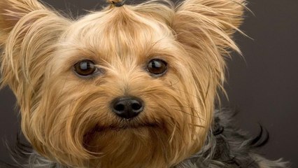 Yorkshire Terrier (Йоркширский терьер)