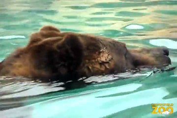 Grizzly Bears Jim and Axhi Wrestle at Great Bear Wilderness