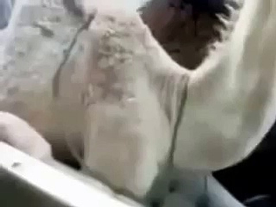 Camel Laughs Like Peter Griffin Funny Animal Videos