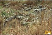 New Mexican Gray Wolf Pack at Brookfield Zoo