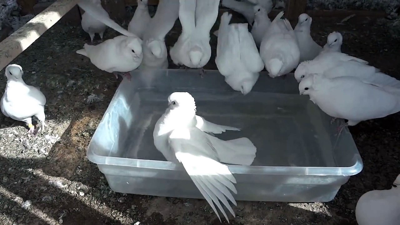 white old german owl party time