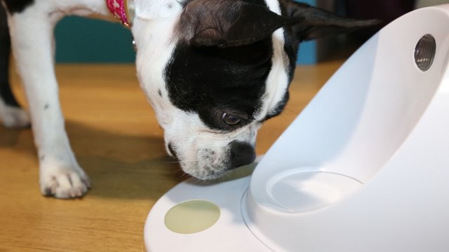 Pet Tech Trends At CES 2016
