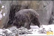 Snow Day at Brookfield Zoo's Great Bear Wilderness