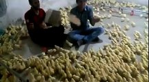 Very Very Funny Baby Chicks Video in  Poultry Farm |Baby Chickens|