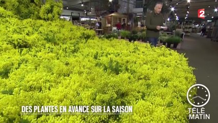 Jardin - Mimosa et violettes en duplex de Rungis - 2016/01/08