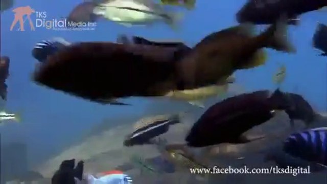 Pashto Naat - Pashto Hamd Ya Rabil Alameen So Amazing - NPMAKE.COM