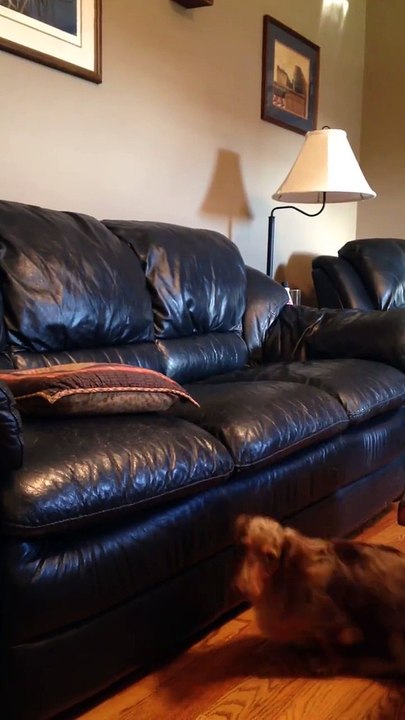 Un teckel intelligent utilise un coussin pour escalader le canapé!