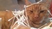 Cats Obsessed with Q-Tips New Full Video 2016