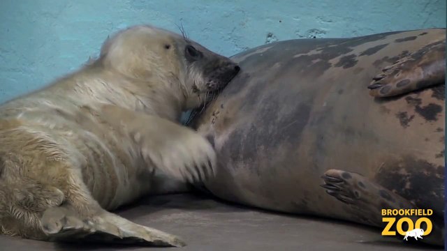 Grey Seal Pup is Growing By Leaps and Bounds!