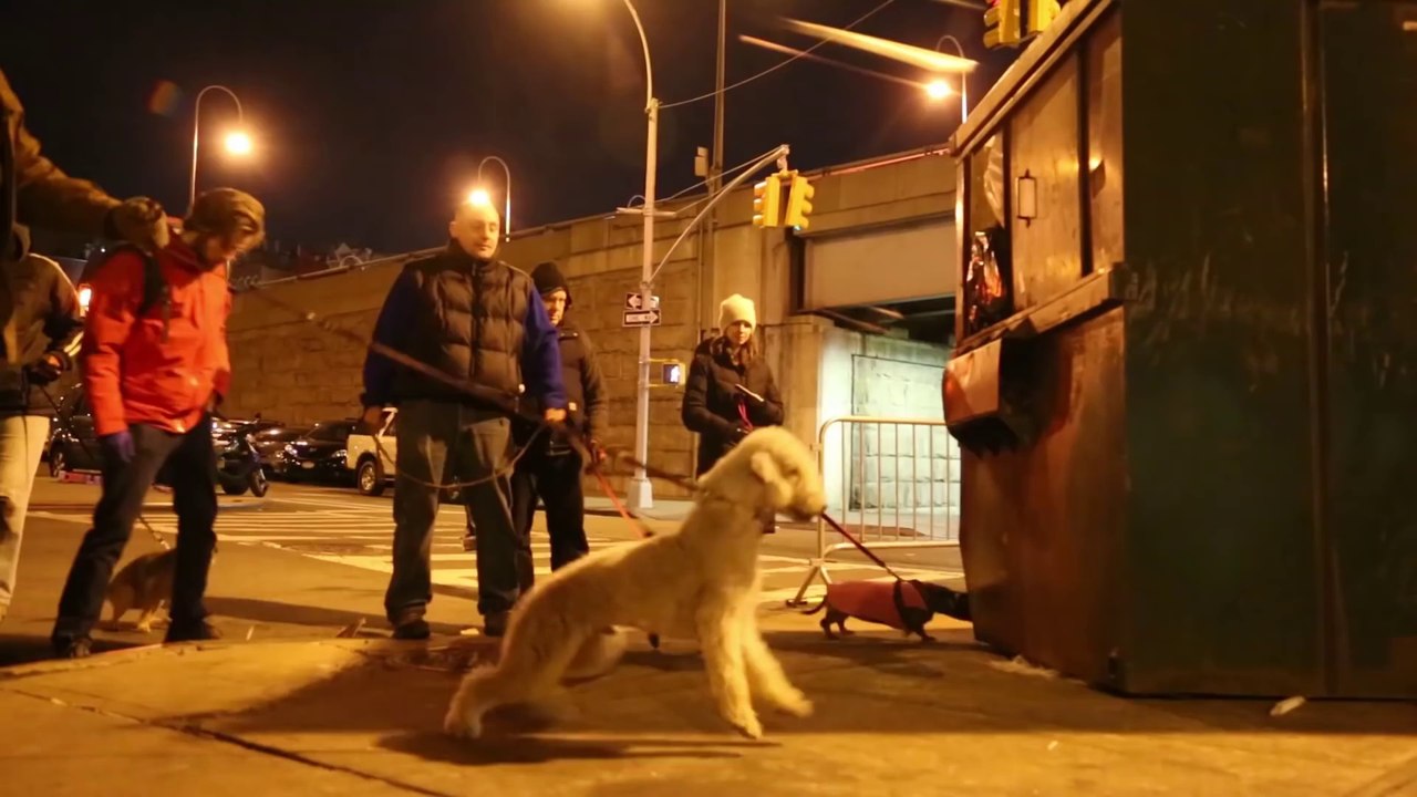 New Yorkers fight Rat Problem with Terriers Dogs by Night