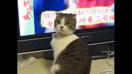 funny cats,funny cat videos,funny animals,funny video,cats funny,funny videos,funny cat
