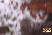 Mexican Gray Wolves Enjoying Winter at Brookfield Zoo