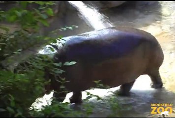 Hippo Plays it Cool in the Pool at Brookfield Zoo