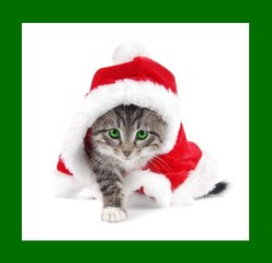 Мама, я хочу ёлочку. Смотреть до конца!