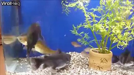 kis tarah aik fish ny he dusri fish ko kha lia