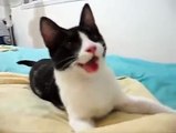 Cute CAT thinks it s a DOG!