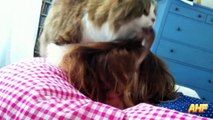 Best Funny Cats Waking Up Owners Compilation -- AHF