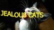 Cute cats feel jealous - Funny jealous cats compilation(014000-664659)