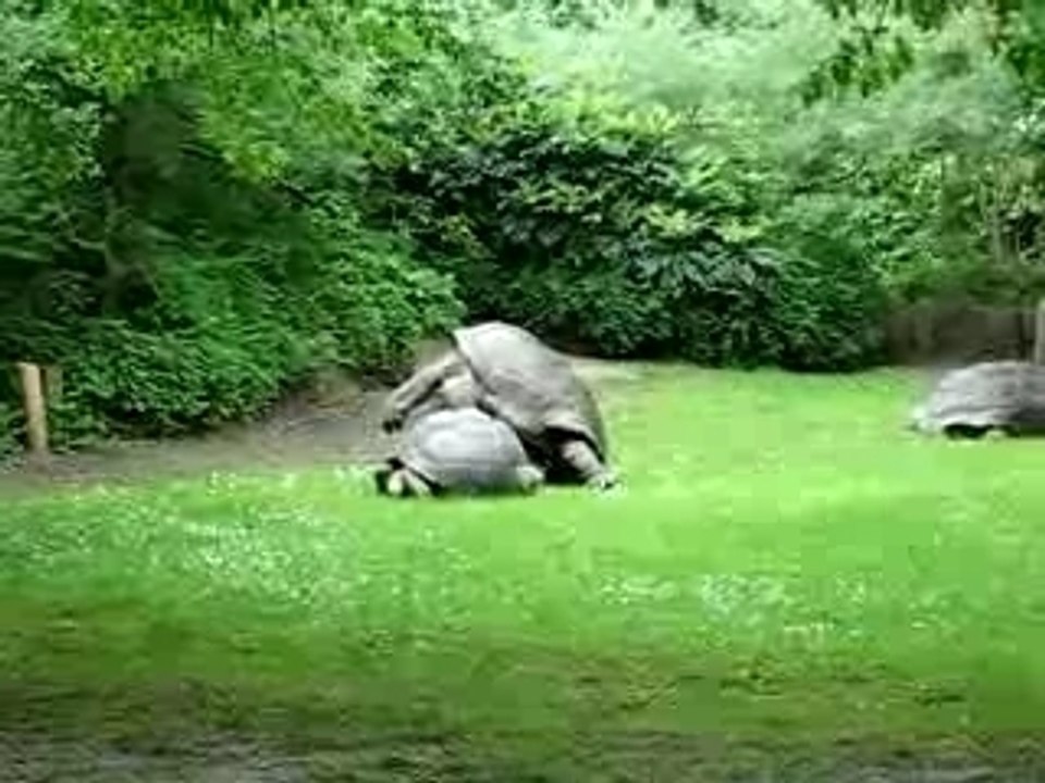 Poppende Schildkröten