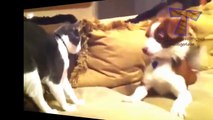 Dogs and cats meeting for the first time - Cute and funny dog & cat compilation(014000-664659)
