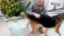 Dogs and cats welcoming owners after long time - Cute animal compilation(014000-664659)