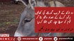At least 2 lac donkeys slain for skin-selling purpose in last three years | PNPNews.net