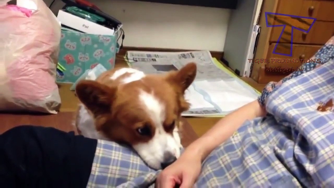 Dogs begging for more and more petting - Funny dog compilation(014000-664659)